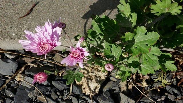 Зашептала осень_27.10.2024 смотреть онлайн