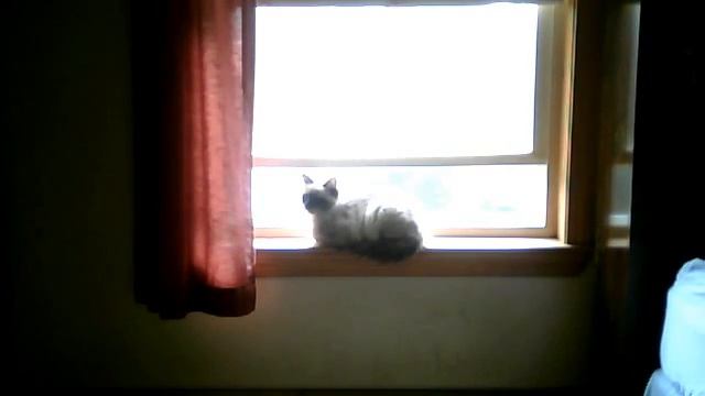 Kitten looks in window and attepms to jump on bed and plays with things смотреть онлайн