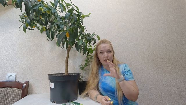 Паутинные клещи(Tetranychidae). Как обнаружить и бороться с ним. смотреть онлайн