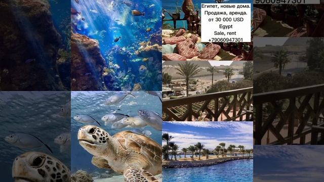 Красное море. Египет. Продажа квартир. Egypt. Red sea. Sale of flats. смотреть онлайн