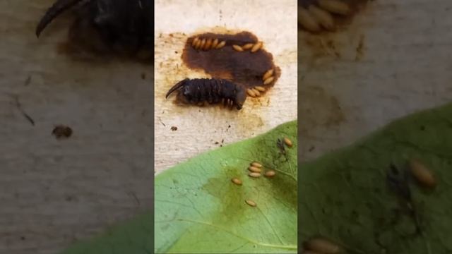 ПАРАЗИТЫ И БОЛЕЗНИ ГУСЕНИЦ САТУРНИЙ И БРАЖНИКОВ! Parasitoids of Caterpillars. Энтомология Стрим. смотреть онлайн