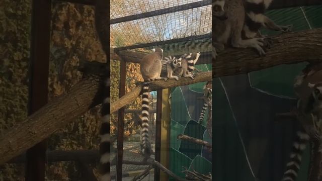 Зоопарк в Ташкале#ташкала парк#Грозный смотреть онлайн