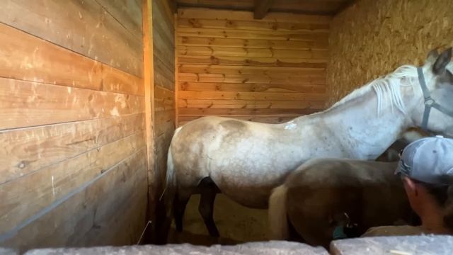 Оповоживание жеребят. Тренинг "Школа конника". смотреть онлайн