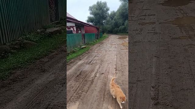 #деревня #живем #деревнямоя #лето #гдемыживем