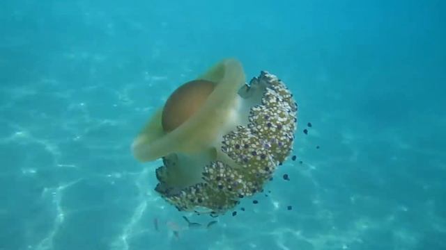 Samos - Fried egg jellyfish смотреть онлайн