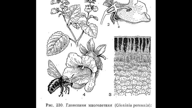 Норичниковые - 3 смотреть онлайн
