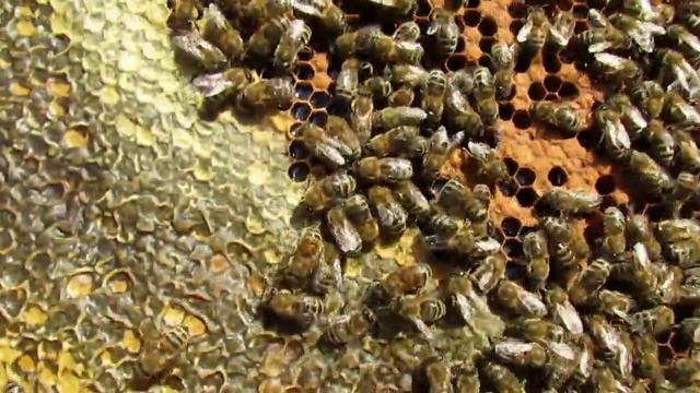 пчеловодство на ячейке 4,9 мм - часть 26, отводок пчел в конце сентября смотреть онлайн