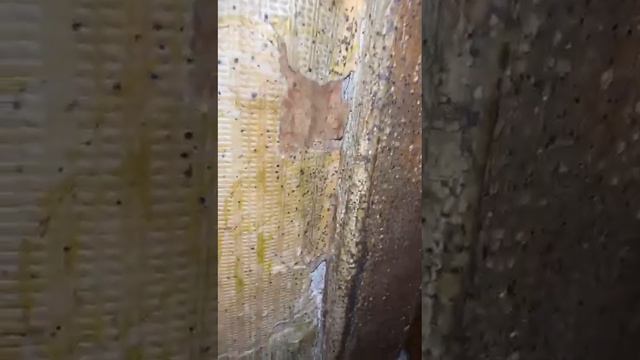 клоп таракан дарылайбыз смотреть онлайн