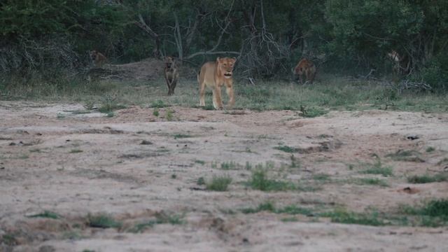 Lions and Hyenas fighting over a wildebeest kill. Safari update: 6 - 12 May 2019 смотреть онлайн