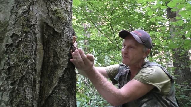 Опята пошли! Собираем осенние опята! Тихая охота 2024 года. смотреть онлайн