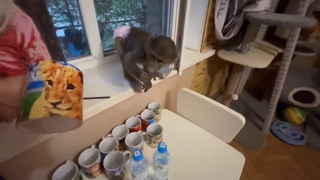 Степашка едет с папой Владом домой распаковывать подарки) смотреть онлайн