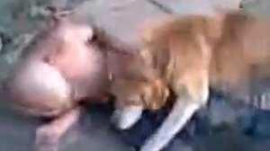 бобик иди на х