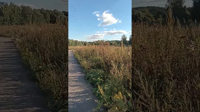 дикая природа возле ЖК Бунинские луга в Новой Москве п. Коммунарка смотреть онлайн