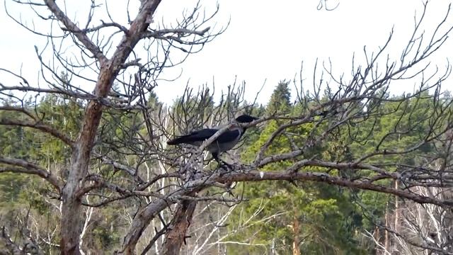 Ж.К Лесобережный