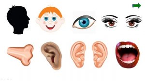 Части тела на немецком языке