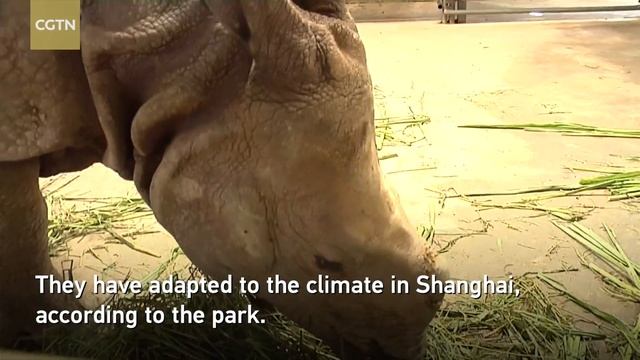 Two one horned rhinos from Nepal given to Shanghai as gifts смотреть онлайн