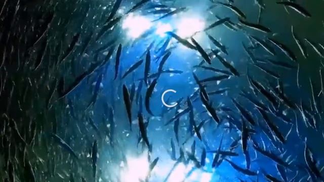 Relaxing Aquarium 24/7 🐟🐠 Relax Study Chill Sleep Meditation Music - Relaxing Screensaver смотреть онлайн