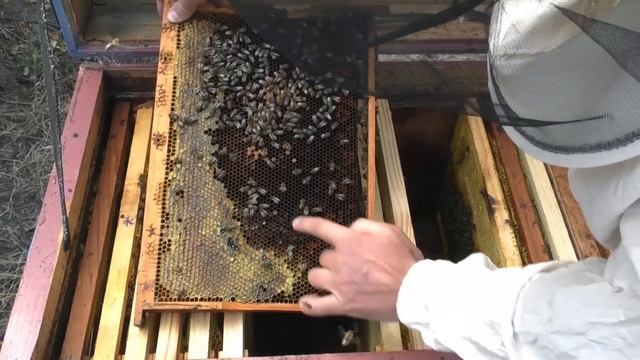 РАБОТЫ В АВГУСТЕ. СОКРАЩЕНИЕ, ОБРАБОТКА ОТ КЛЕЩА, СТИМУЛЯЦИЯ. смотреть онлайн