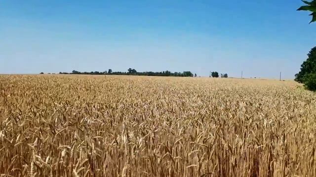 САМВЕЛ АДАМЯН ИРА ПОЗВОНИЛА НАДЕ. КАК НАДЯ ЗАНИМАЛА МЕСТО ЗИНЫ смотреть онлайн