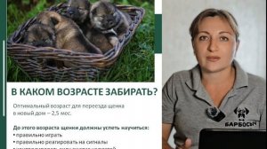 В каком возрасте лучше забирать щенка