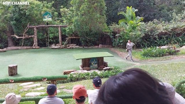 Biểu Diễn Chim ở Safari Phú Quốc | Fun Bird Circus At Vinpearl Safari Phu Quoc Viet Nam