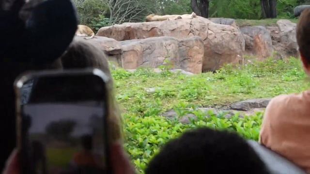 Animal Kingdom: New Kite Show, Safari, Expedition Everest, Festival of the Lion King, Avatar Pandor смотреть онлайн