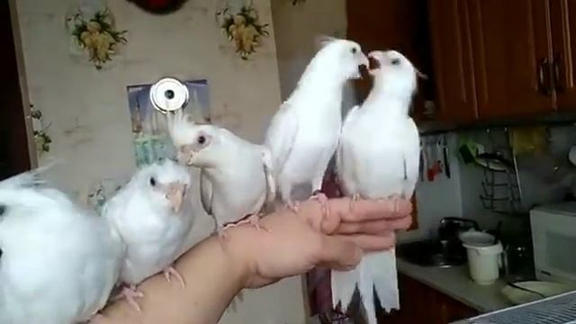 Прогулка белых ручных попугаев по квартире смотреть онлайн