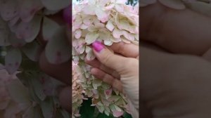 Обзор высоких сортов гортензии для живой изгороди. Крупномеры с названиями.