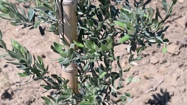 Stability International Platform на плантациях Biodeposit