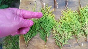 Черенкование Туи Санни Смарагд, делюсь своим опытом