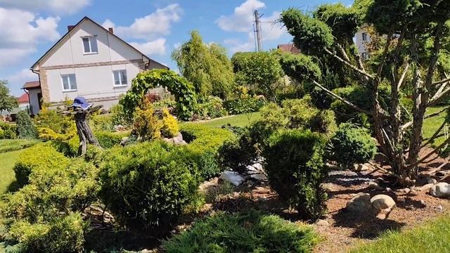 Красивая живая изгородь. Спасение Хакуро- Нишики. Откуда интузиазм? Черенкую кустарники. смотреть онлайн