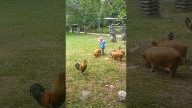 SEAN VERY BRAVE PLAYING WITH KUNINI PIG смотреть онлайн