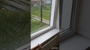 10.08.24 Мой мини мини приют. Тоже важное...
