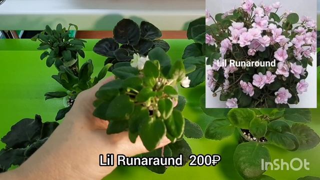 Продажа фиалок из Рыбинска! 25.06.2024г. Предлагаю 64 сорта! смотреть онлайн