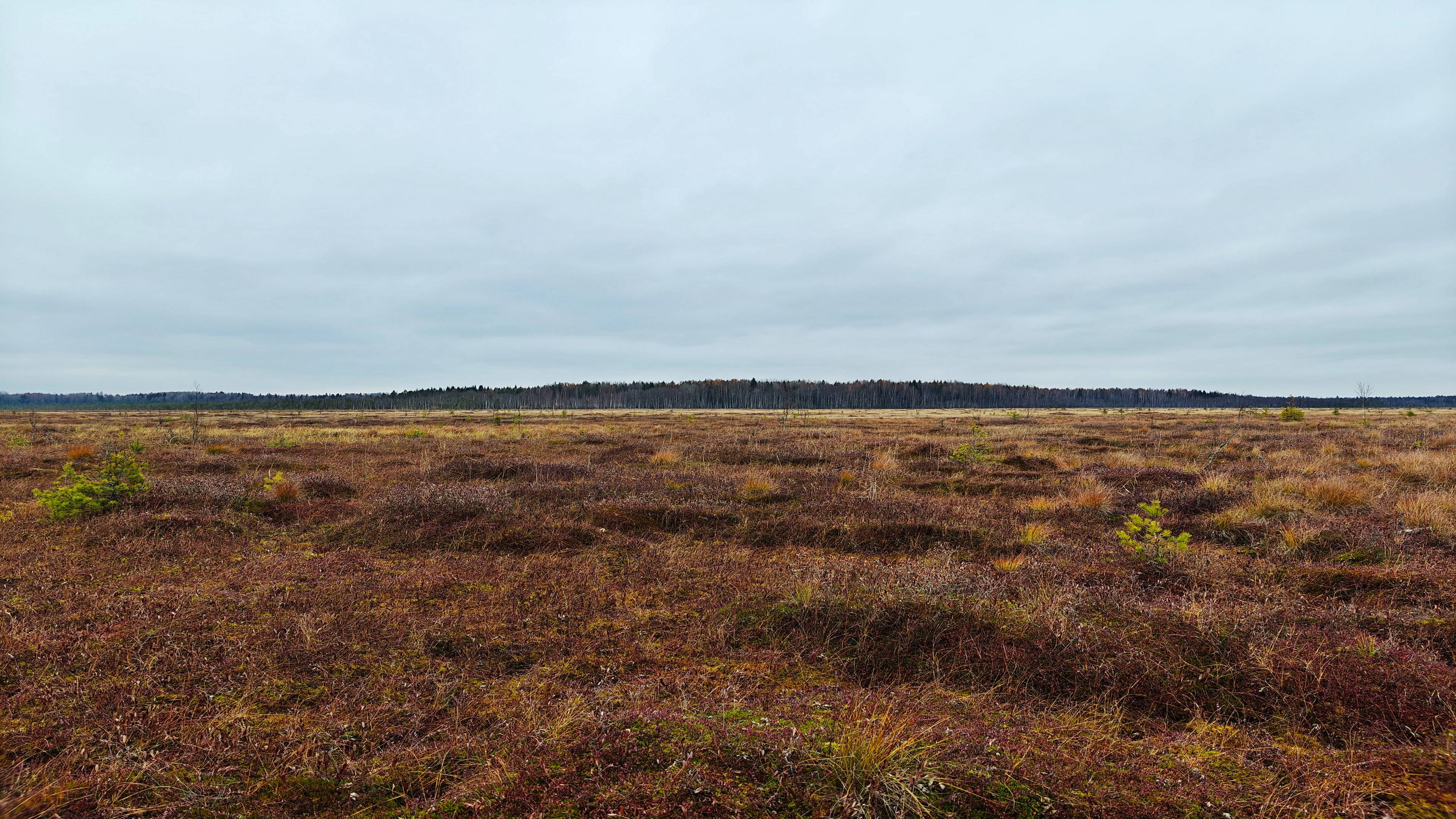 2024-10-26_Макарьевское болото