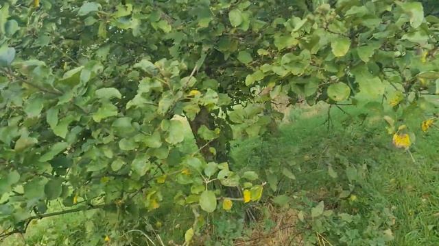 Day Of The Life Of Mrs Young Channel Apple Picking [First Day Out After Quarantine ] смотреть онлайн