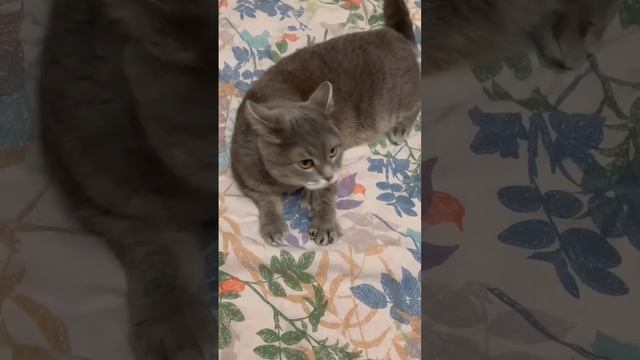 С днём кошек / первый день весны смотреть онлайн