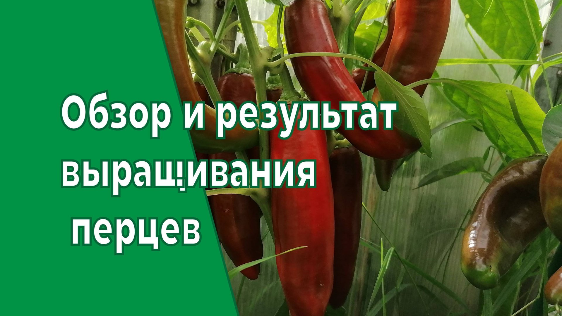 Высокоурожайные сладкие перцы этого сезона. смотреть онлайн