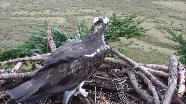Braving the Elements смотреть онлайн