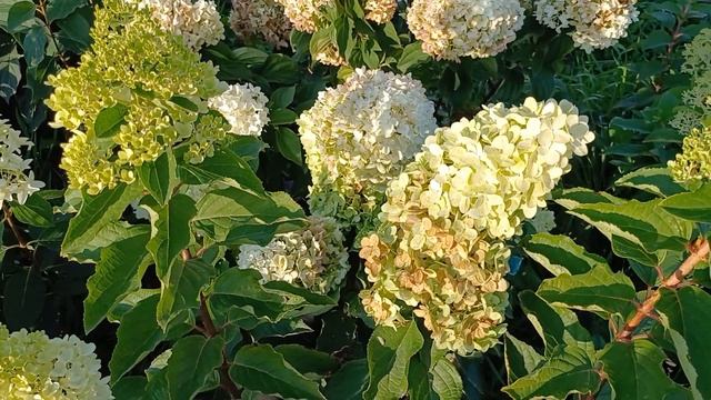 Сортовые особенности гортензий Пиксио, Бонфаер, Скайфол подтвердил свою сортность и многие другие смотреть онлайн