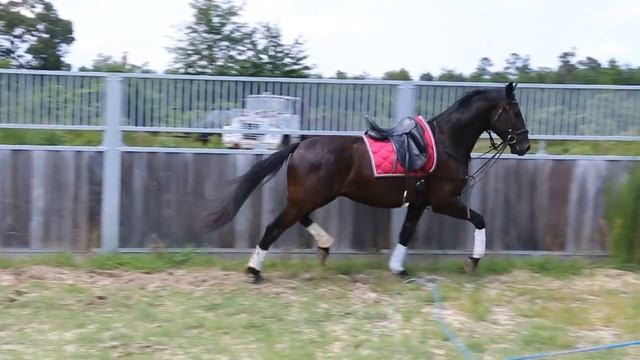 Lasall (Lord Ferregamo x Prado x Charisma) - 4-year-old Westf. gelding смотреть онлайн