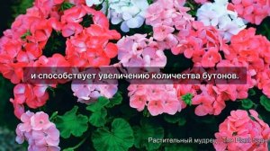ГЕРАНЬ НЕ ЦВЕТЕТ? ВОТ КАК ИСПРАВИТЬ ЭТО ЗА 5 ШАГОВ! СЕКРЕТЫ ОБИЛЬНОГО ЦВЕТЕНИЯ ГЕРАНИ И ПЕЛАРГОНИИ