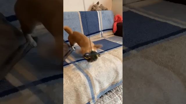 привет из Ирландии от Киры ( Камилла Тарантиновна) выпускник питомника чихуахуа Кастропуло Крым смотреть онлайн