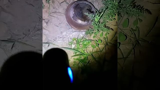 夜晚墓地靈異探險 20240608 смотреть онлайн