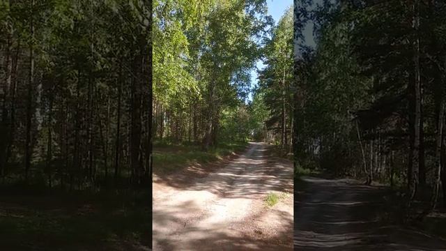 В лесу возле Исетского озера 30.05.2020 (Верхняя Пышма, пос. Исеть) смотреть онлайн