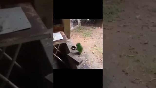 Грише не наливать