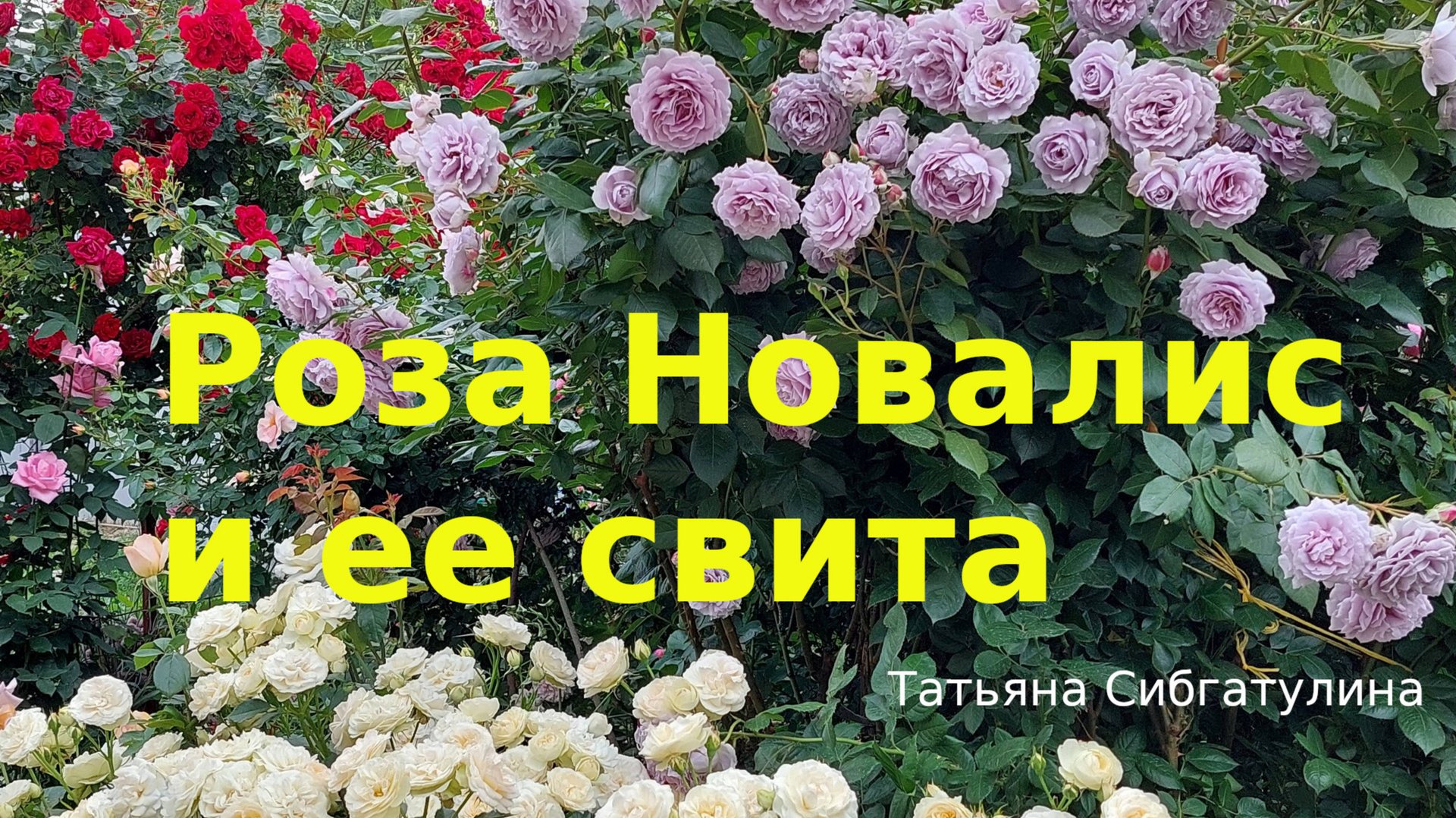 Розы. Композиция: роза Новалис, роза Пастелла, роза Лорена Сомерхауз смотреть онлайн
