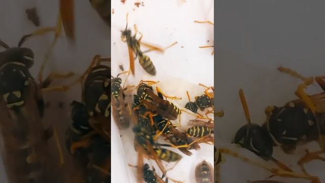 КТО ТАКИЕ ОСЫ ПОЛИСТЫ, ПАРАВЕСПУЛА, ВЕСПА, ШЕРШНИ? Vespidae Polistes Paravespula Vespa velutina WAS смотреть онлайн