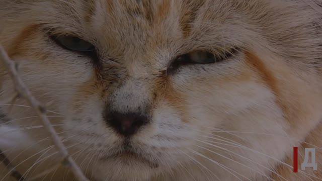 Барханная кошка смотреть онлайн