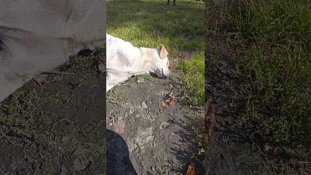 Побег со двора 10 часть (1 акт) смотреть онлайн